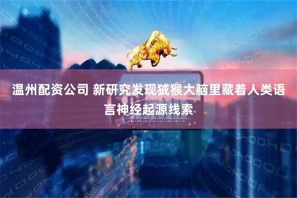 温州配资公司 新研究发现狨猴大脑里藏着人类语言神经起源线索